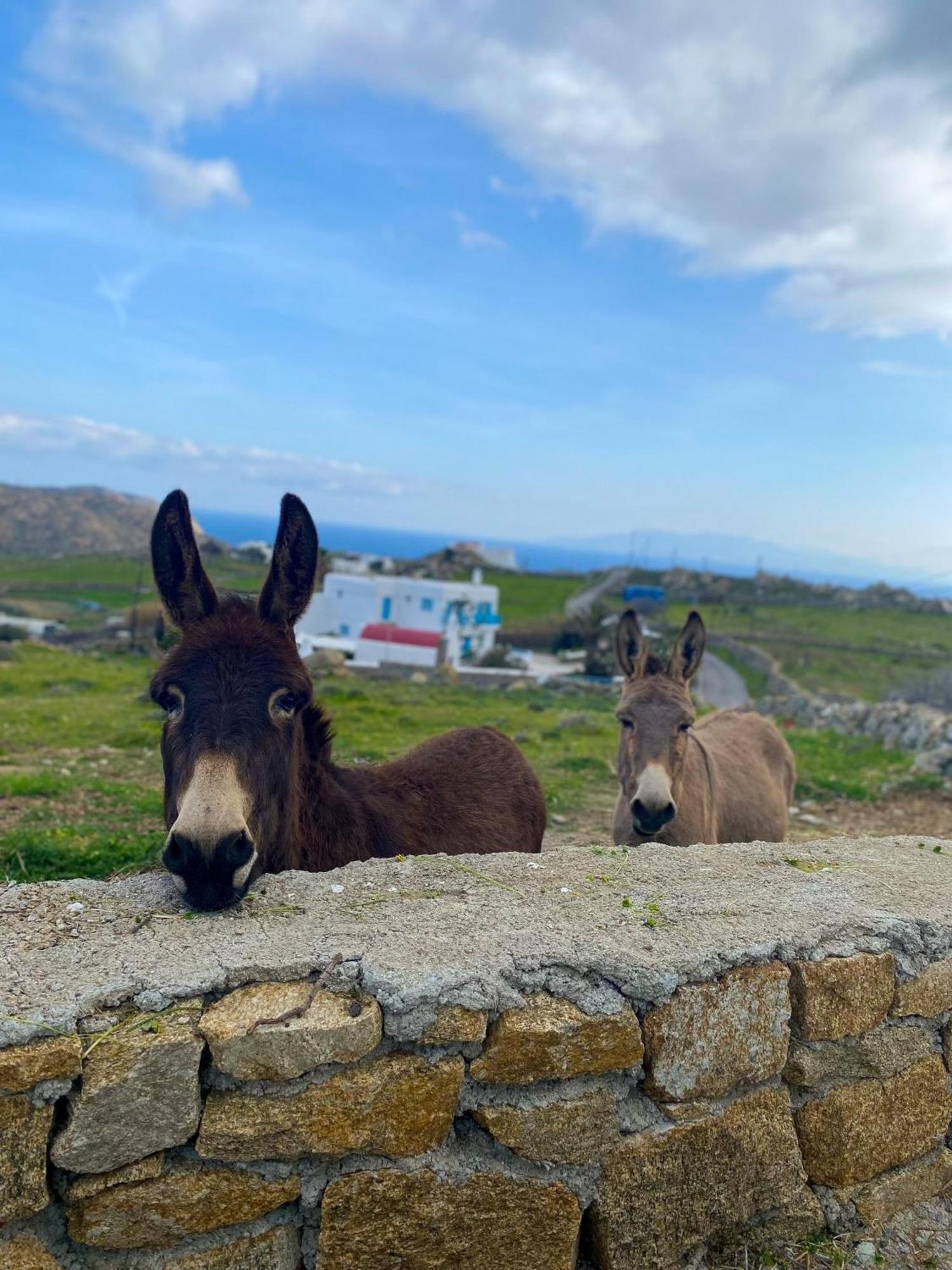Naira Family Suites Mykonos Mykonos Town Kültér fotó
