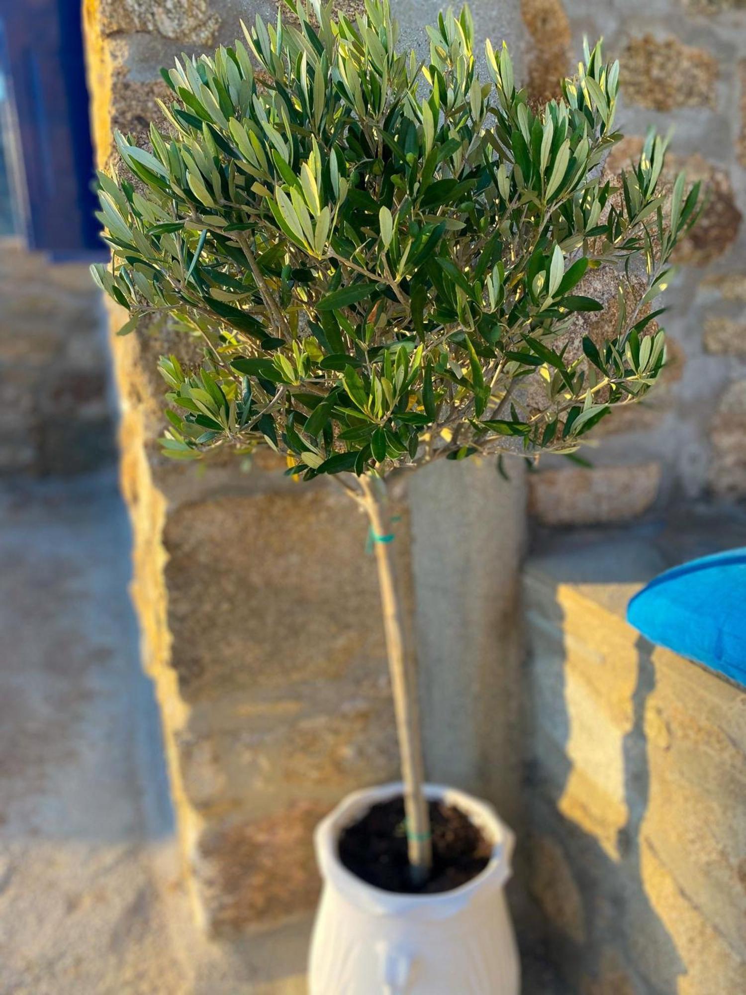 Naira Family Suites Mykonos Mykonos Town Kültér fotó