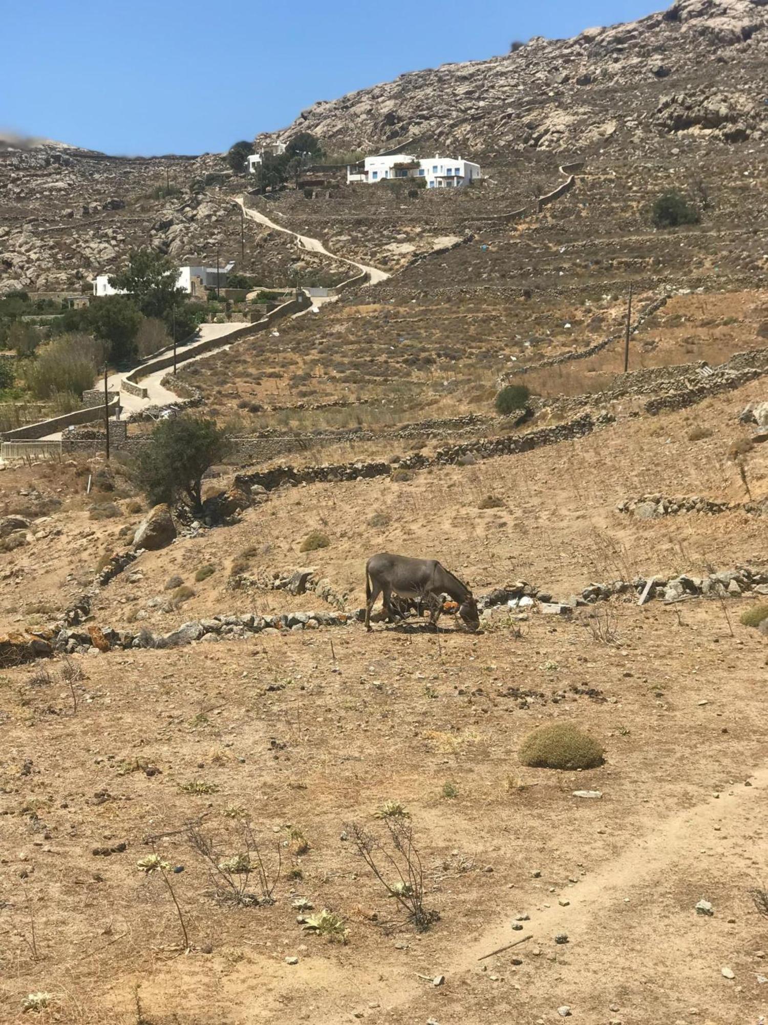 Naira Family Suites Mykonos Mykonos Town Kültér fotó